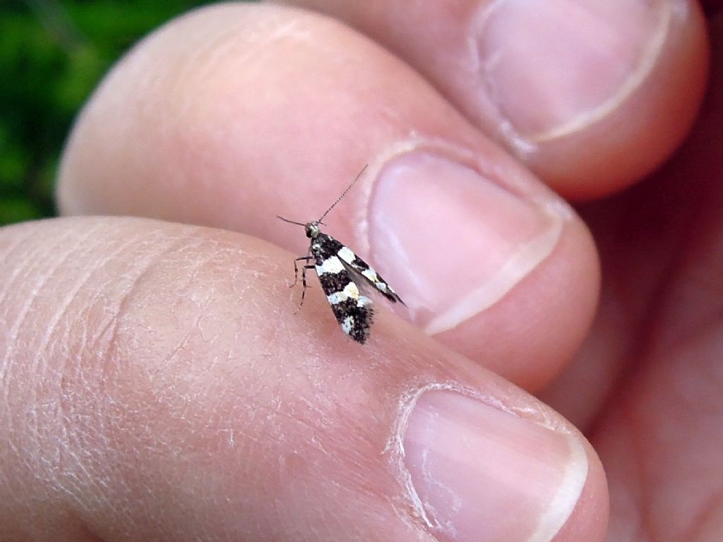 Denisia luctuosella?? Cfr. Denisia albimacula, Oecophoridae